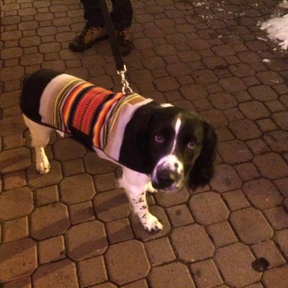 Meet your Posher, Susan - Picture 1 of 1